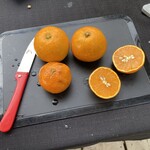 大出ファーム - 1/2に切って