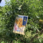 大出ファーム - 周囲は全部畑です