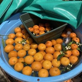 大出ファーム_2