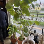 ナノハナ コーヒーロースター - 