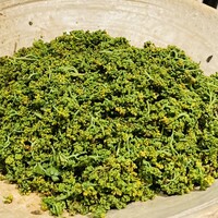 御幸町 田がわ - 