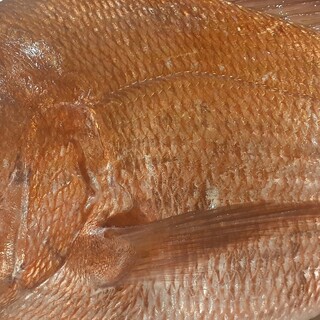 沼津衝天然真鯛1.9kg