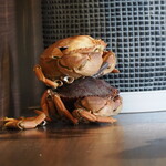 NIBOSHI MANIA - もはや置物になった泥蟹(ノコギリガザミ）？