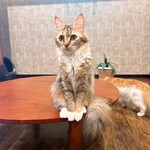 猫喫茶 空陸家plus - 料理写真: