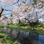 びっくりドンキー 弘前店 - 目前の外壕の快晴で満開の美しい桜