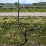 シャトー・メルシャン - 