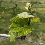 シャトー・メルシャン 椀子ワイナリー - 