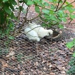 庭が森のピザ屋さん QUARANTA - 