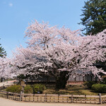 駅弁屋 - 樹齢139年弘前公園最長寿のソメイヨシノ