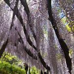 生粉打ち やじま - ナイアガラ藤園　富岡市