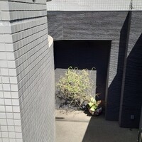 蓮 - 