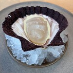 noma - Hand dived scallop
