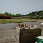 鮎の塩焼き - 料理写真: