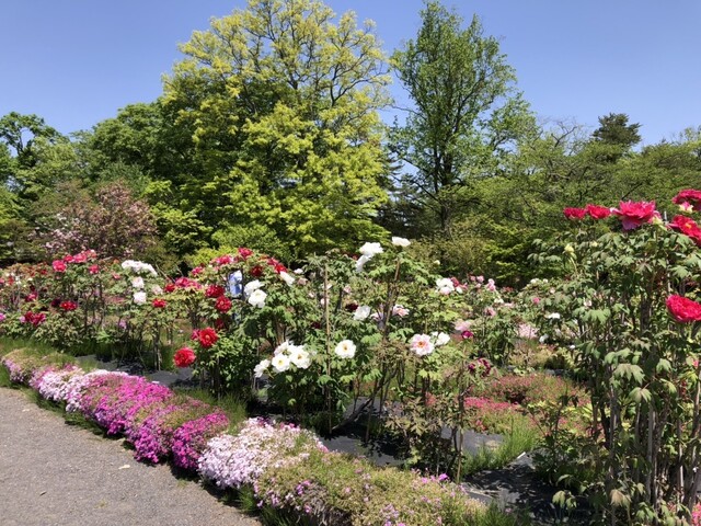 須賀川牡丹園 南門売店 - 川東（売店）の写真