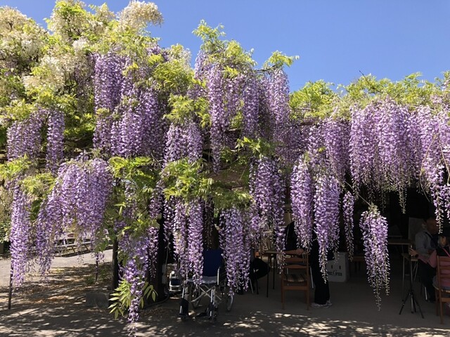 須賀川牡丹園 南門売店 - 川東（売店）の写真
