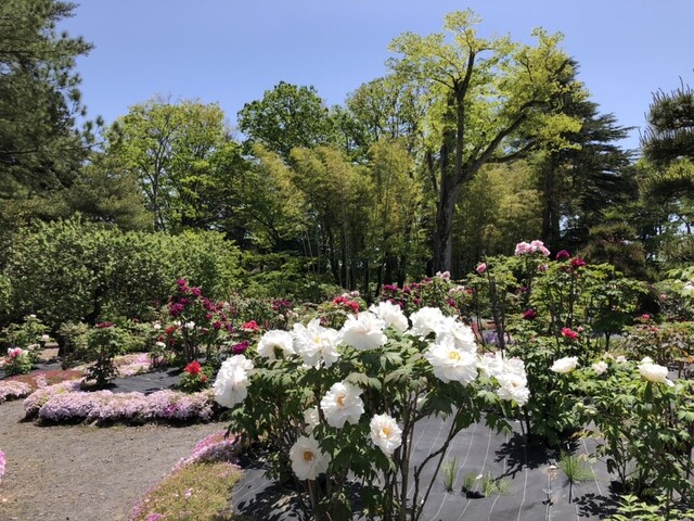 須賀川牡丹園 南門売店 - 川東（売店）の写真
