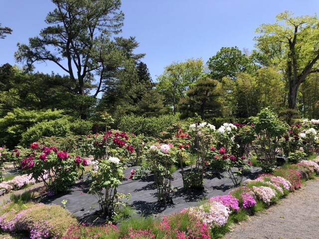 須賀川牡丹園 南門売店 - 川東（売店）の写真