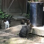 薪焼きパン 小麦堂 - 猫チャンズ
      いやぁ〜待ち時間も癒してくれてありがとう！