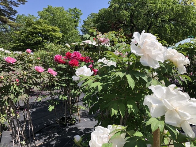 須賀川牡丹園 南門売店 - 川東（売店）の写真