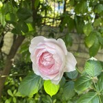 ソンブルイユ TOKYO - 