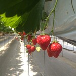 ジョウモン ファーム - 