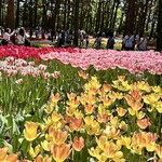 国営ひたち海浜公園 - チューリップも見事で