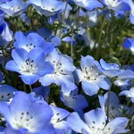 国営ひたち海浜公園 - これが一番のごちそう