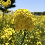 国営ひたち海浜公園 - 菜の花も綺麗