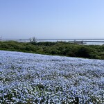 国営ひたち海浜公園 - ネモフィラの丘の先には海が広がる