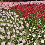 国営ひたち海浜公園 - チューリップの種類の多さにも圧倒される