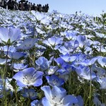 国営ひたち海浜公園 - 色が可愛いすぎる