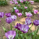 国営ひたち海浜公園 - 清々しく洗われちゃってくださいww