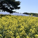 国営ひたち海浜公園 - 菜の花越しのネモフィラ