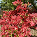 国営ひたち海浜公園 - ネモフィラだけでなく