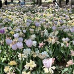 国営ひたち海浜公園 - 是非こちらの花々を鑑賞して