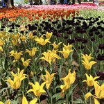 国営ひたち海浜公園 - 心が荒れちゃってる方は