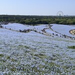 国営ひたち海浜公園 - 丘の頂上からの眺め