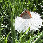 国営ひたち海浜公園 - 羽を持った様々な生き物たち