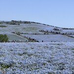 国営ひたち海浜公園 - まるで聖地巡礼のような行列ww