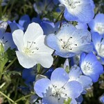 国営ひたち海浜公園 - たまにある白いのもいい