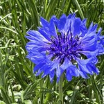 国営ひたち海浜公園 - 様々な花々と