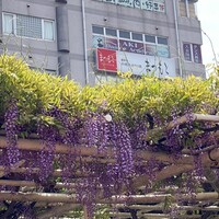 和風牛肉料理 まつもと - 4月後半は、藤が綺麗