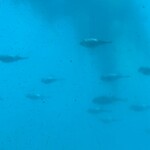 海中魚処 萬坊 呼子本店 - 