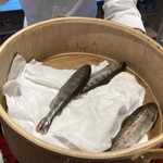 日本料理 崇 - ぐったりしてるように見えますが、めちゃくちゃ活きが良いです