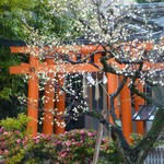 虎屋菓寮 - 2014年2月庭の鳥居と梅。