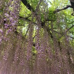 あしかがフラワーパーク  西ゲート売店 - 