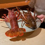 杦 - 立派な伊勢海老