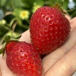 姫路ハートフル観光農園 - 