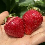 姫路ハートフル観光農園 - 