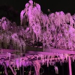 喫茶 ノスタルジア - ライトアップされた藤。